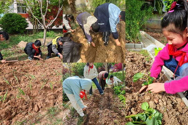 春育万物  劳动育人——宿城小学开展种植实践课